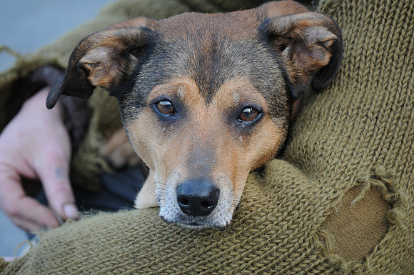 Beggar Dog, London, England
